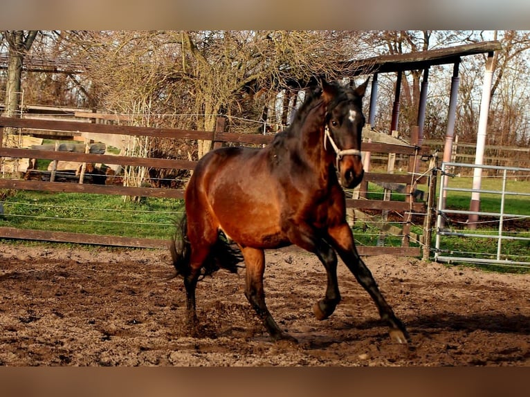 PRE Mix Stallion 3 years 15,3 hh Brown in Brandis