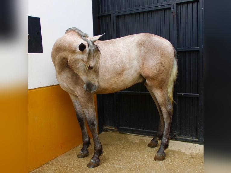 PRE Stallion 3 years 15,3 hh Brown Falb mold in Vejer de la Frontera