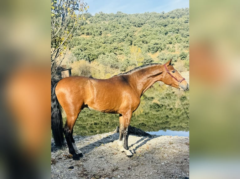 PRE Mix Stallion 3 years 15,3 hh Brown-Light in Zamarramala