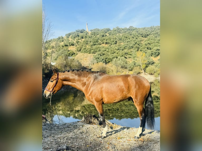 PRE Mix Stallion 3 years 15,3 hh Brown-Light in Zamarramala