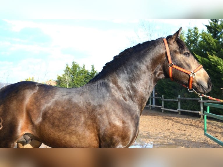 PRE Mix Stallion 3 years 15,3 hh Buckskin in Logroño