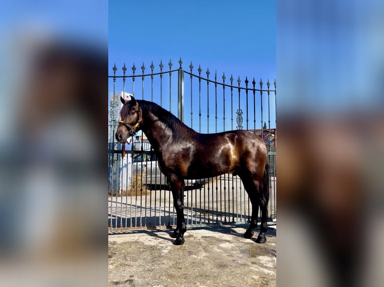 PRE Mix Stallion 3 years 15,3 hh Chestnut-Red in M&#xE1;laga