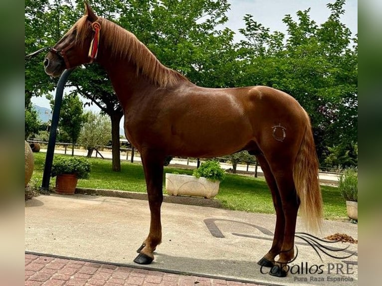 PRE Stallion 3 years 15,3 hh Chestnut-Red in Logro&#xF1;o