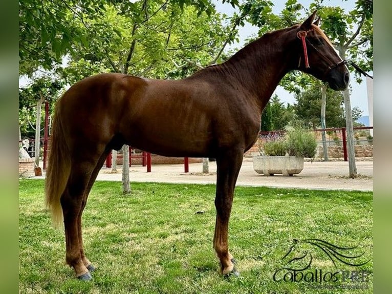 PRE Stallion 3 years 15,3 hh Chestnut-Red in Logro&#xF1;o