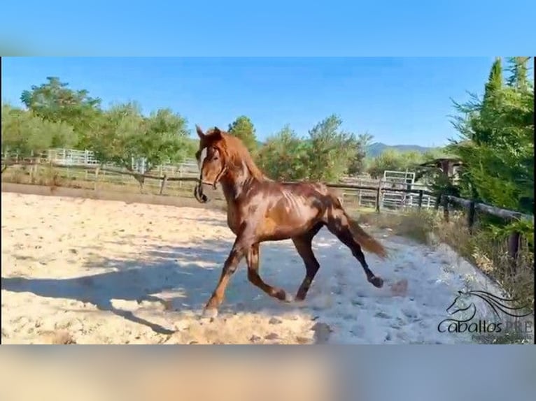 PRE Stallion 3 years 15,3 hh Chestnut-Red in Logro&#xF1;o