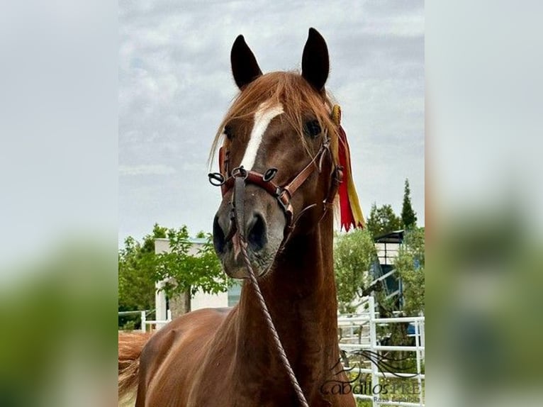 PRE Stallion 3 years 15,3 hh Chestnut-Red in Logro&#xF1;o