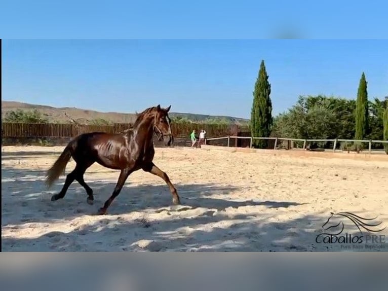 PRE Stallion 3 years 15,3 hh Chestnut-Red in Logro&#xF1;o