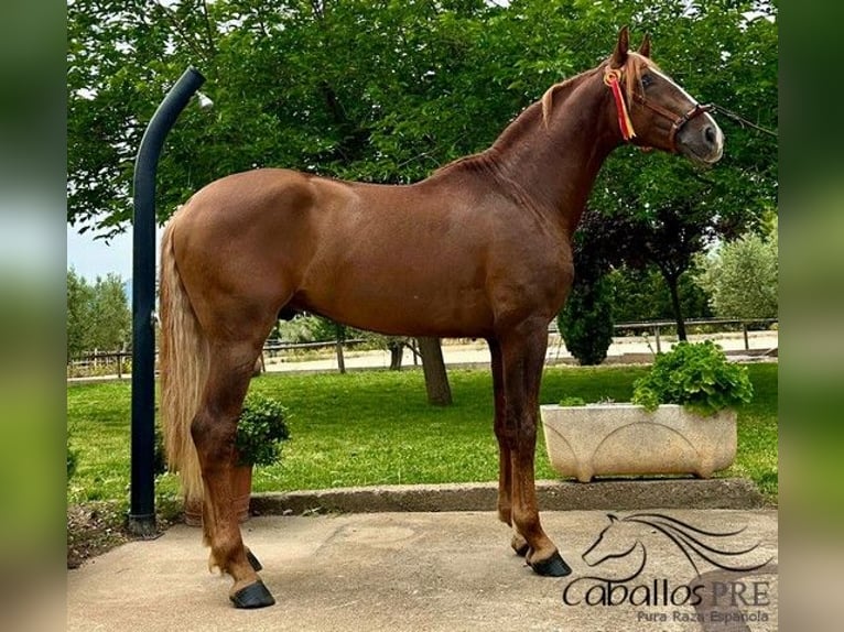 PRE Stallion 3 years 15,3 hh Chestnut-Red in Logro&#xF1;o