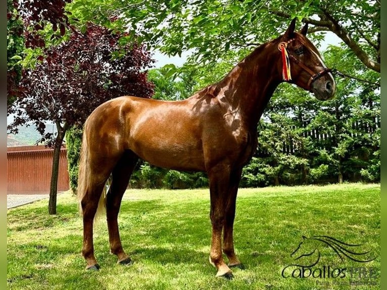 PRE Stallion 3 years 15,3 hh Chestnut-Red in Logro&#xF1;o