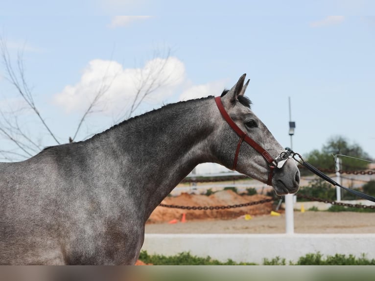 PRE Stallion 3 years 15,3 hh Gray in Dos Hermanas