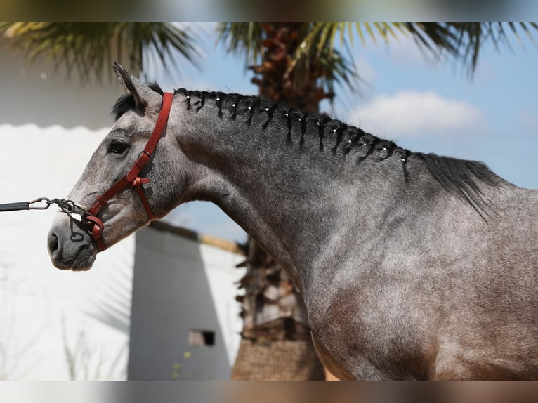 PRE Stallion 3 years 15,3 hh Gray in Dos Hermanas