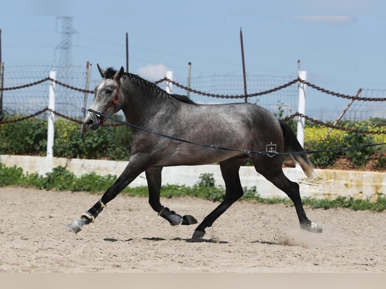 PRE Stallion 3 years 15,3 hh Gray in Dos Hermanas