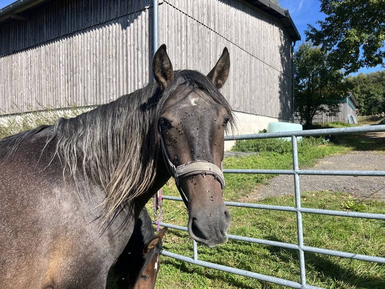 PRE Stallion 3 years 15,3 hh Grey-Dark-Tan in Steinebach