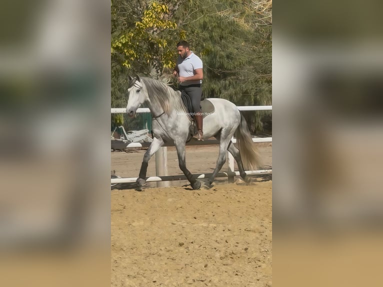 PRE Mix Stallion 3 years 15,3 hh Grey in Sevilla