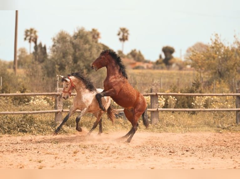 PRE Stallion 3 years 15,3 hh Grey in Felanitx