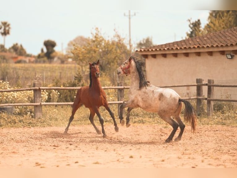 PRE Stallion 3 years 15,3 hh Grey in Felanitx