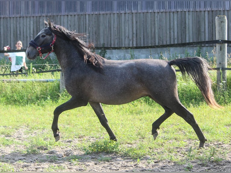 PRE Stallion 3 years 15,3 hh Grey in Wremen