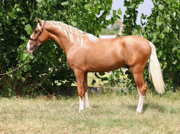 PRE Mix Stallion 3 years 15,3 hh Palomino in Navas Del Madroño