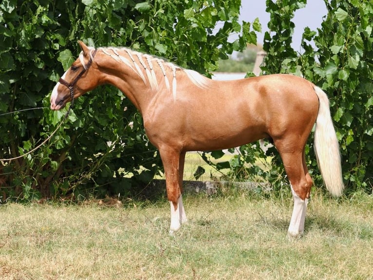 PRE Mix Stallion 3 years 15,3 hh Palomino in Navas Del Madroño