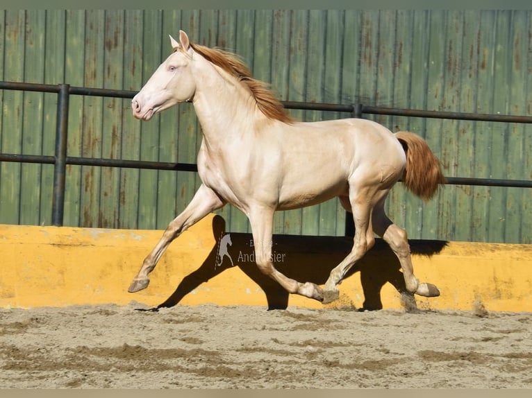 PRE Mix Stallion 3 years 15,3 hh Perlino in Povinz Malaga