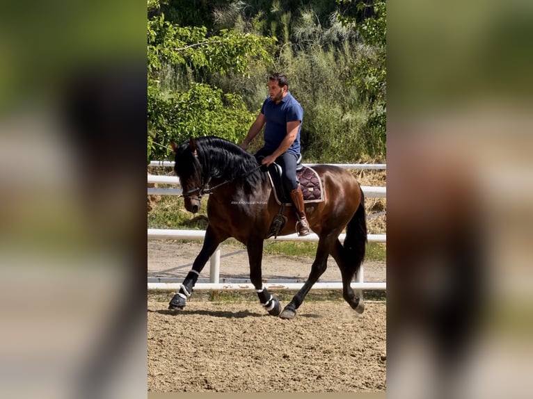 PRE Mix Stallion 3 years 16.1 hh Bay-Dark in Sevilla