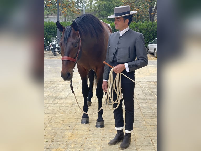 PRE Stallion 3 years 16,1 hh Bay-Dark in Prado Del Rey