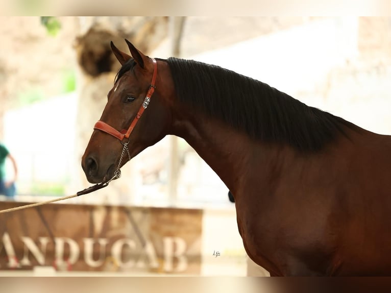 PRE Stallion 3 years 16,1 hh Bay-Dark in Prado Del Rey