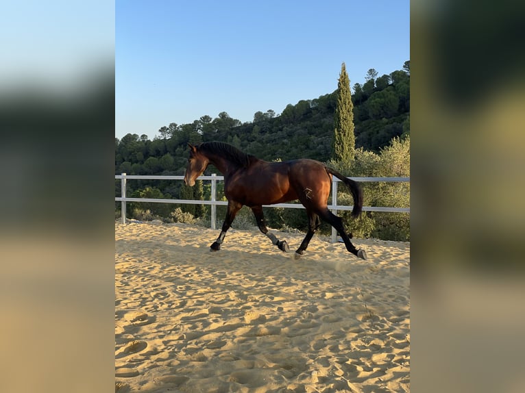 PRE Stallion 3 years 16,1 hh Bay-Dark in Prado Del Rey