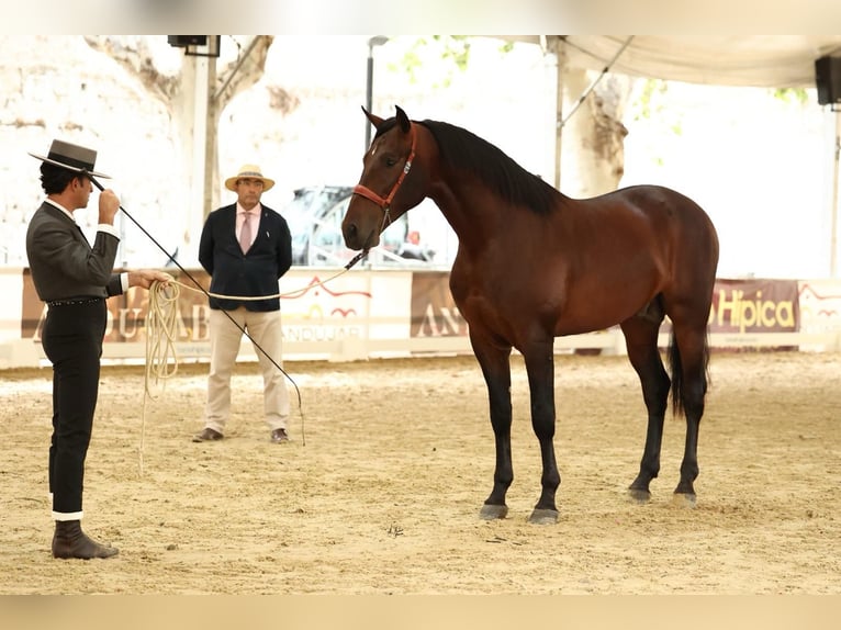 PRE Stallion 3 years 16,1 hh Bay-Dark in Prado Del Rey