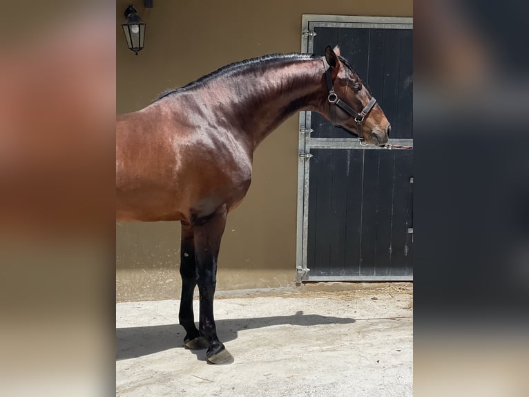 PRE Stallion 3 years 16,1 hh Bay-Dark in Prado Del Rey
