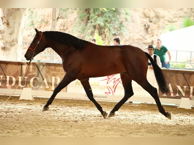 PRE Stallion 3 years 16,1 hh Bay-Dark in Prado Del Rey