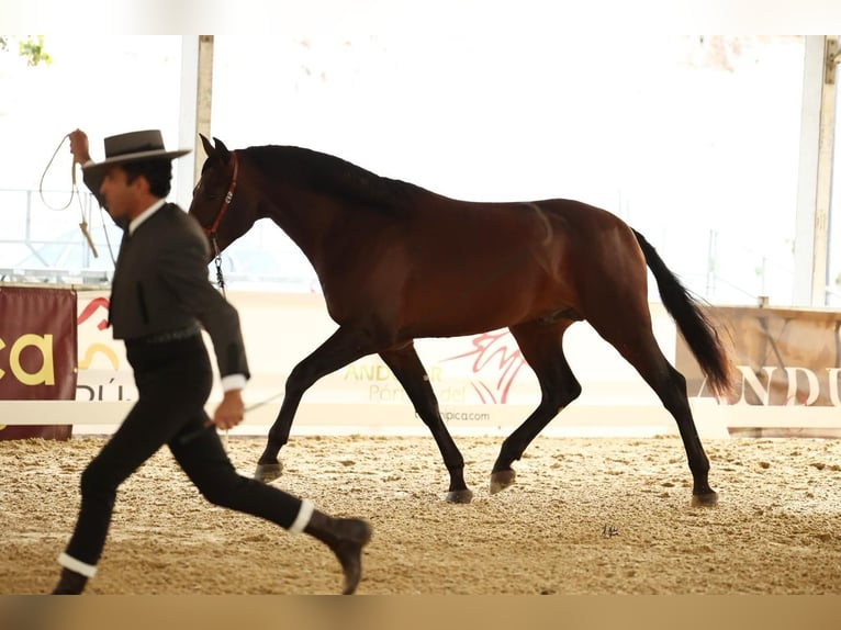 PRE Stallion 3 years 16,1 hh Bay-Dark in Prado Del Rey