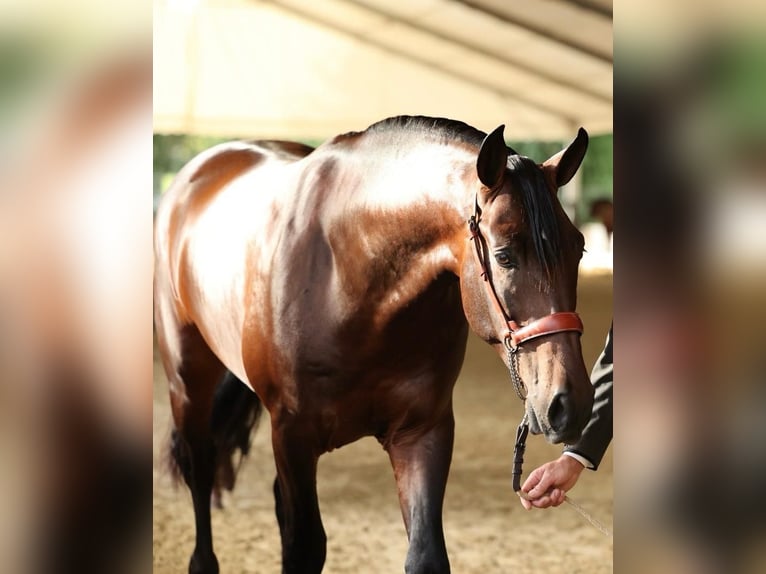 PRE Stallion 3 years 16,1 hh Bay-Dark in Prado Del Rey