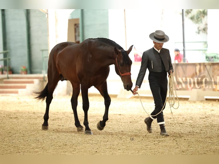 PRE Stallion 3 years 16,1 hh Bay-Dark in Prado Del Rey