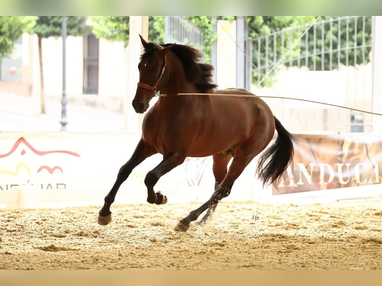 PRE Stallion 3 years 16,1 hh Bay-Dark in Prado Del Rey