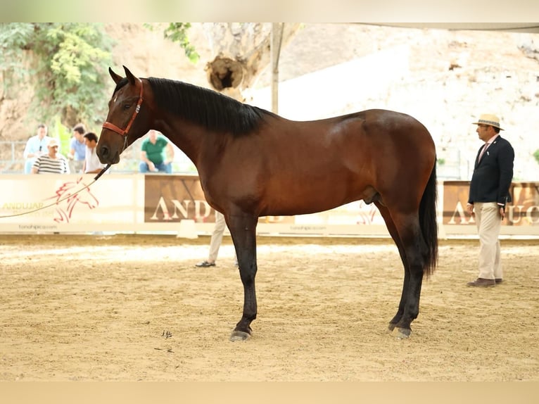 PRE Stallion 3 years 16,1 hh Bay-Dark in Prado Del Rey