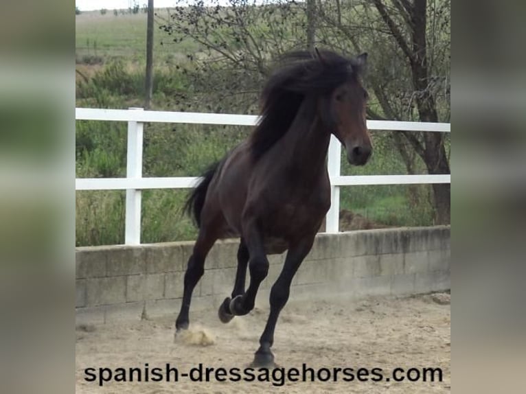 PRE Mix Stallion 3 years 16,1 hh Bay-Dark in Barcelona