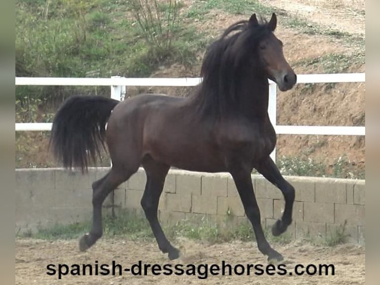 PRE Mix Stallion 3 years 16,1 hh Bay-Dark in Barcelona