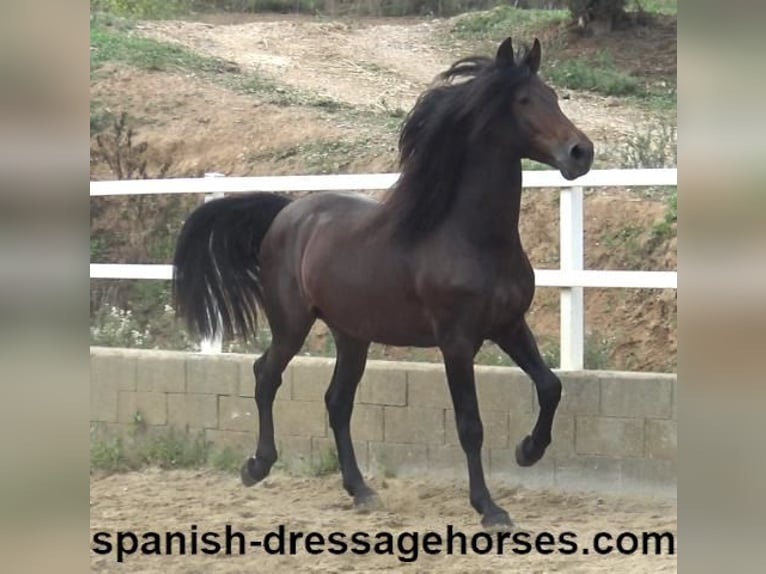 PRE Mix Stallion 3 years 16,1 hh Bay-Dark in Barcelona