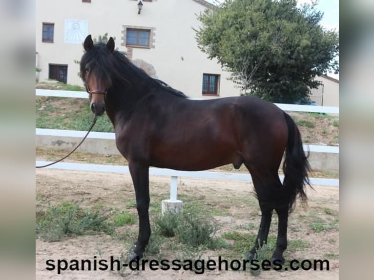 PRE Mix Stallion 3 years 16,1 hh Bay-Dark in Barcelona