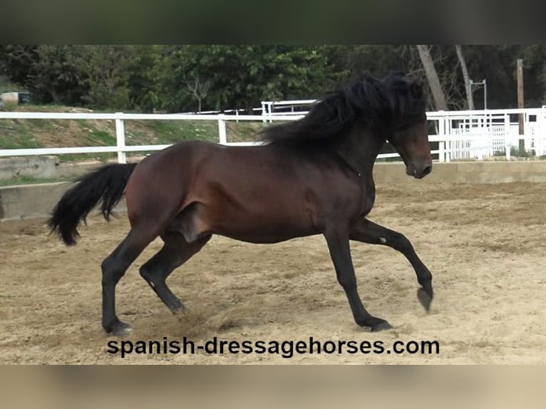 PRE Mix Stallion 3 years 16,1 hh Bay-Dark in Barcelona