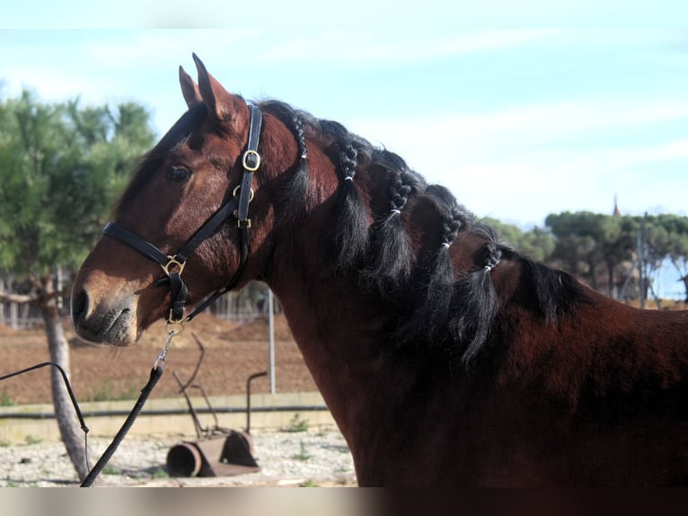 PRE Stallion 3 years 16.1 hh Bay in Hamburg