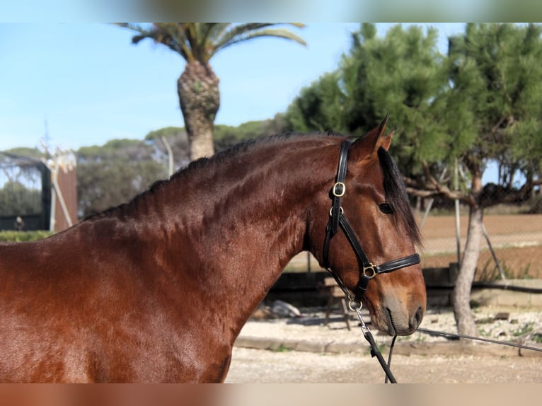 PRE Stallion 3 years 16.1 hh Bay in Hamburg