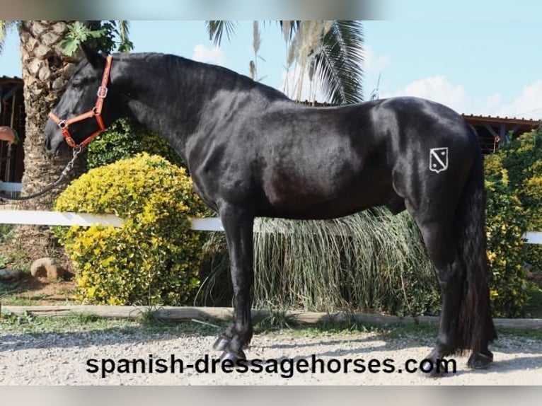 PRE Mix Stallion 3 years 16,1 hh Black in Barcelona