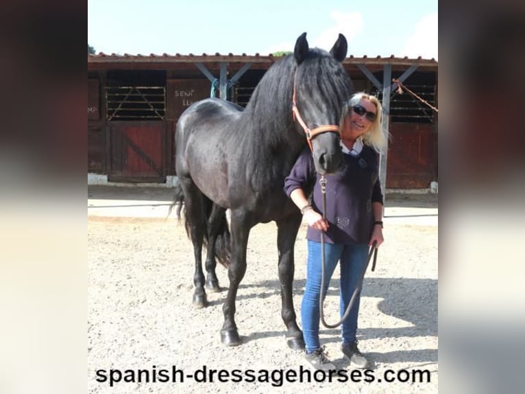 PRE Mix Stallion 3 years 16,1 hh Black in Barcelona