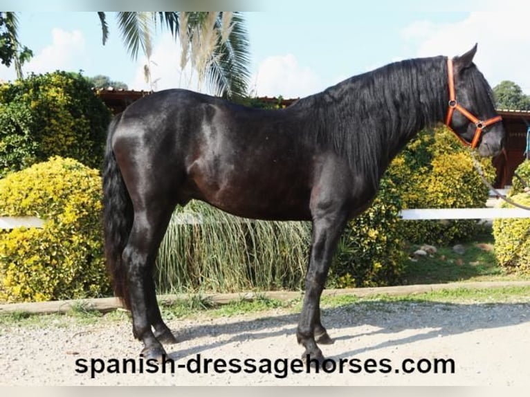 PRE Mix Stallion 3 years 16,1 hh Black in Barcelona