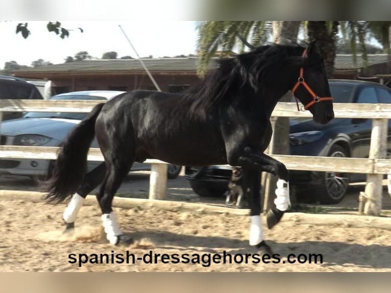 PRE Mix Stallion 3 years 16,1 hh Black in Barcelona