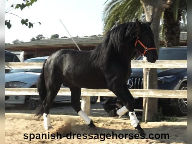 PRE Mix Stallion 3 years 16,1 hh Black in Barcelona