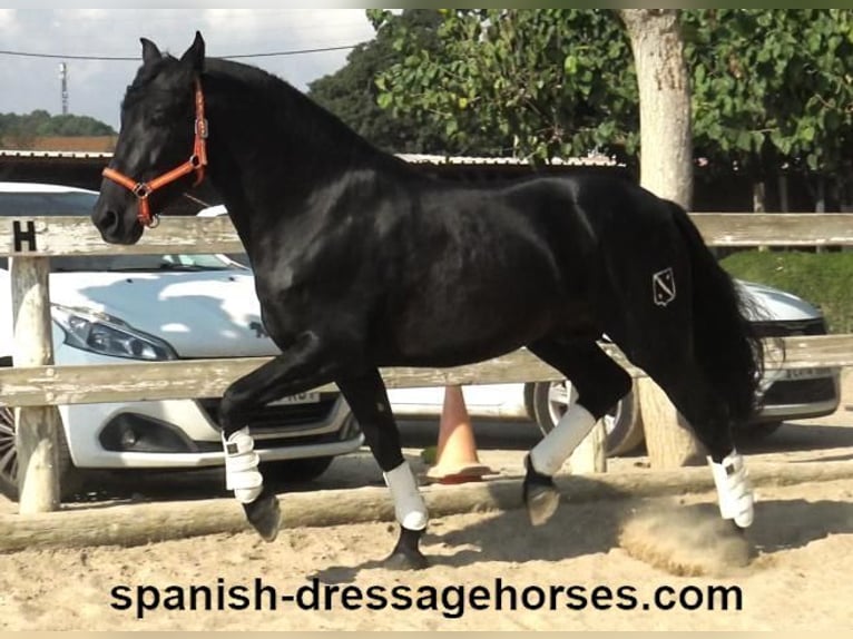 PRE Mix Stallion 3 years 16,1 hh Black in Barcelona