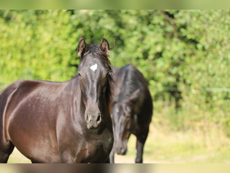 PRE Stallion 3 years 16.1 hh Black in Kefermarkt